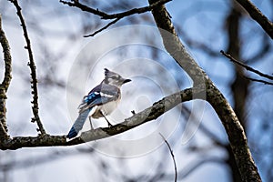 Blue Jay resting on the limb of a Texas live oak tree