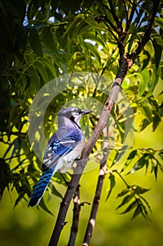 Blue Jay resting on a tree branch