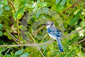 Blue Jay Resting on a Tree Limb