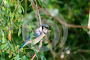 Blue Jay Resting on a Tree Limb