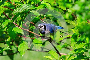 Blue Jay in a Rose of Sharon Bush