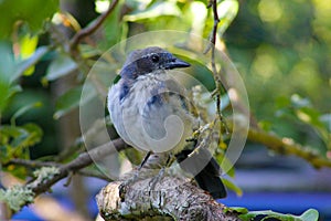 Blue Jay Sits in Pear Tree 03