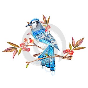 A blue jay is sitting on a branch with berries. Hand-drawn illustration on a white background. A lonely bird on a branch. Suitable