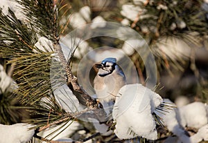 A Blue Jay sitting on a branch in winter