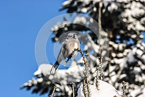 Blue Jay sitting on a limb