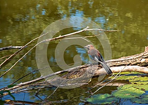 Blue jay sitting on a log in a pond. Botanical garden in the city of Nitra in Slovakia