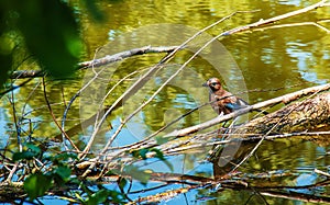 Modrá sojka sedí na kládě v rybníku. Botanická zahrada ve městě Nitra na Slovensku