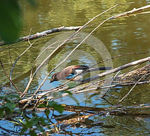 Modrá sojka sedí na polene v rybníku. Botanická záhrada v Nitre na Slovensku