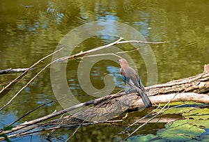 Blue jay sitting on a log in a pond. Botanical garden in the city of Nitra in Slovakia