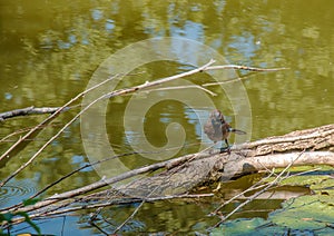 Blue jay sitting on a log in a pond. Botanical garden in the city of Nitra in Slovakia