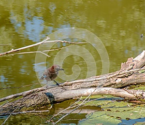 Modrá sojka sedí na polene v rybníku. Botanická záhrada v Nitre na Slovensku