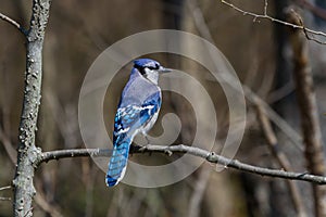 Blue Jay sitting on a small branch