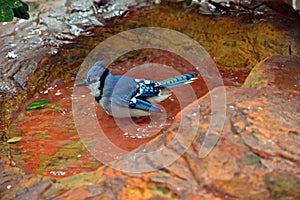 Blue Jay sitting in Water