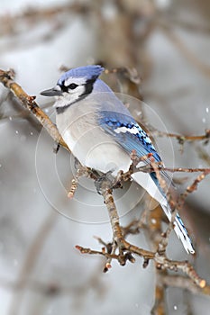 Blue Jay In Snow