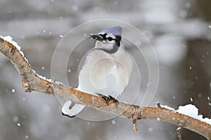 Blue Jay In Snow