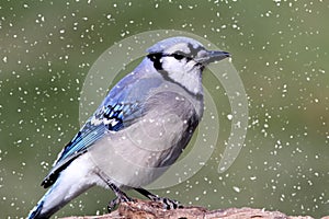 Blue Jay In Snow
