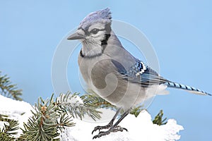 Blue Jay In Snow