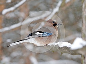 Blue jay on the snow branch