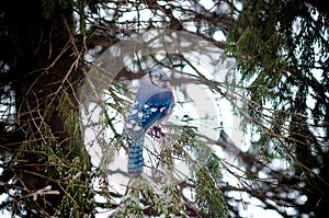 Blue Jay on Snow Covered Winter Tree Branches