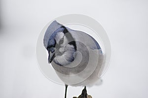 Blue Jay Snow Day