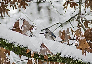 Blue Jay in the snow.