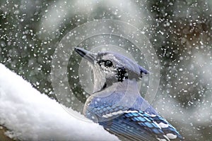 Blue Jay in a snow storm