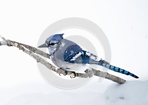 Blue Jay in Snow Storm