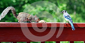 Blue jay and squirrel