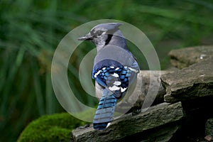 Blue Jay standing on a Piece of Rock at Eagle Creek Park in Indianapolis, IN, US