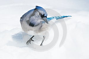 Blue Jay - Cyanocitta cristata