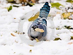 a blue jay standing in the snow holding a peanut in his mouth