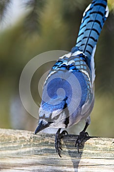 Blue Jay Standing on a Wooden Fence