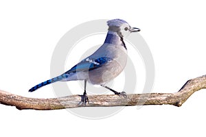 Blue Jay Stands Proudly, White Background