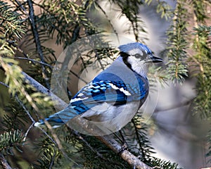 Blue Jay Stock Photo. Blue Jay perched on a branch with a blur fir needle background in the forest environment and habitat. Image