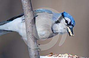 Blue Jay Stuffing its Beak