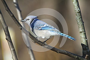 Blue jay in Sunlight perched on thin branch - Cyanocitta cristata