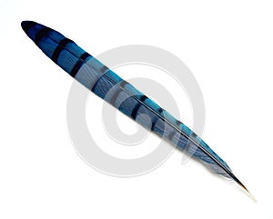 Blue Jay Tail Feather