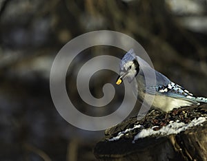 Blue Jay Takes The Peanut