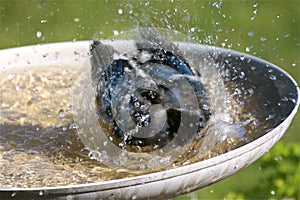 Blue Jay Taking a Bird Bath