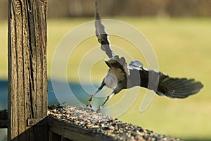 Blue jay taking off from the wooden railing where birdseed is all over. Wings stretched out and legs pointed down.