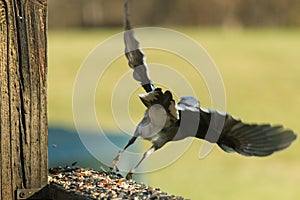 Blue jay taking off from the wooden railing where birdseed is all over. Wings stretched out and legs pointed down.