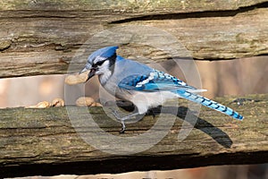 Blue Jay Taking Peanut in Whitby, Ontario