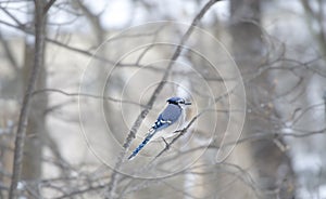 Blue Jay in tree