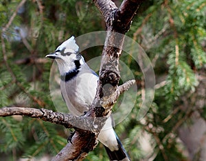 Blue Jay On Tree Branch