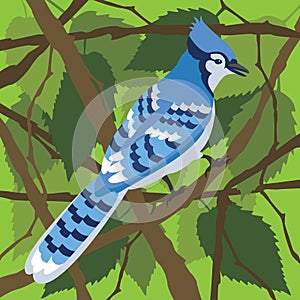 Blue Jay in a Tree