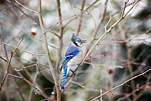 Blue jay in tree in winter