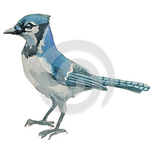 The blue jay. Watercolor hand painted drawing of bird