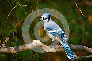 Blue Jay on Willow