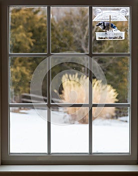 Blue Jay in window bird feeder on snowy day