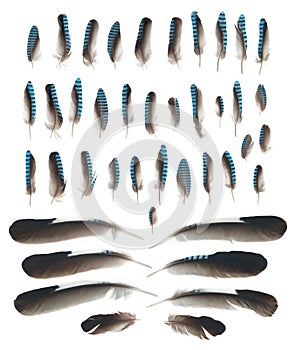 Blue Jay wing feathers isolated on white